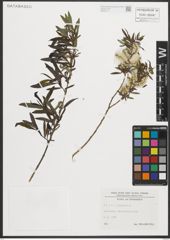 Foto von Salix purpurea L.